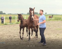 Springpferd Stute von Corniolo / Quintero (Holsteiner, 2020, von Corniolo)