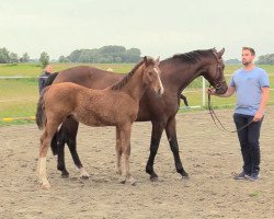 jumper Hengst von Corfu de la Vie / Crunch (Holsteiner, 2020, from Corfu de la Vie)