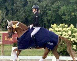 dressage horse Don Dimension (German Riding Pony, 2015, from Dreidimensional AT NRW)