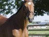 jumper Principessa du Roty (Zangersheide riding horse, 2014, from Quickfire de Ferann)