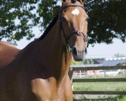 jumper Principessa du Roty (Zangersheide riding horse, 2014, from Quickfire de Ferann)