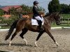 dressage horse Columbus Diarose (Rhinelander, 2013, from Diar Noir)