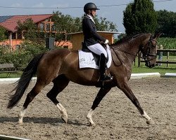 dressage horse Columbus Diarose (Rhinelander, 2013, from Diar Noir)