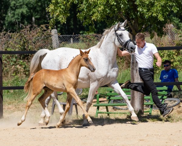 Zuchtstute Kea 15 (Trakehner, 2010, von Cornus)