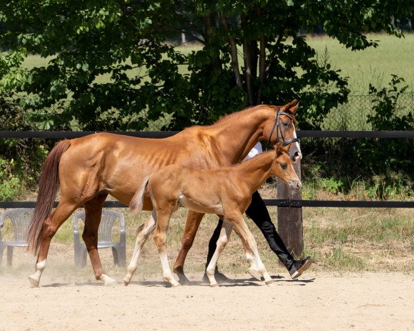 jumper Casanova 008 (Trakehner, 2020, from Davidas)