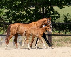 Springpferd Casanova 008 (Trakehner, 2020, von Davidas)