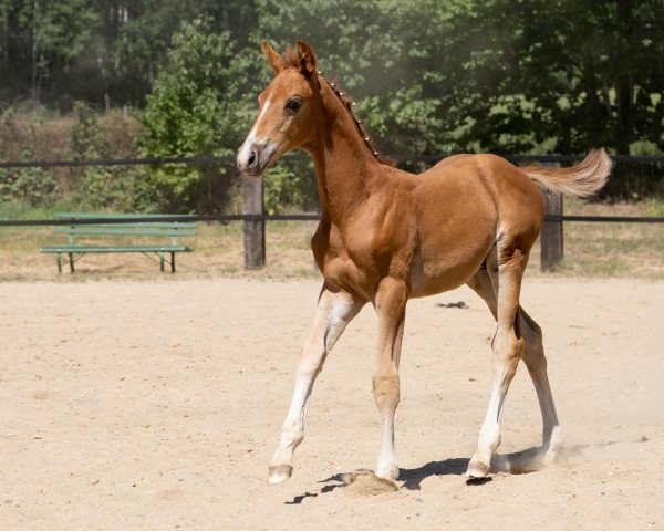 jumper Casanova 008 (Trakehner, 2020, from Davidas)