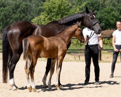 Zuchtstute Polarblut (Trakehner, 2006, von San Krotenbach)