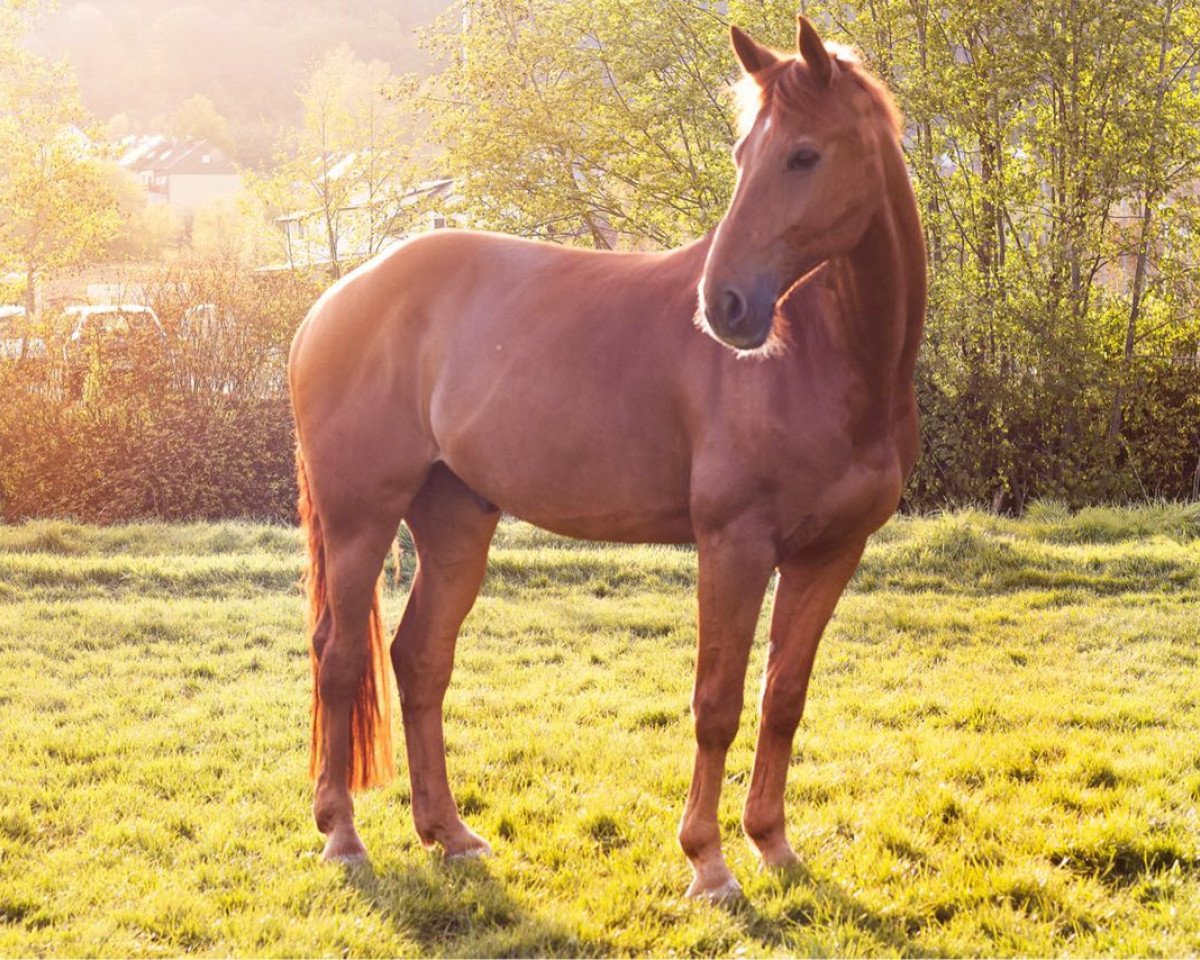 jumper Pickpocket Paul 2 (Hanoverian, 2002, from Prestige Pilot)