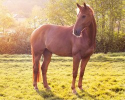 jumper Pickpocket Paul 2 (Hanoverian, 2002, from Prestige Pilot)