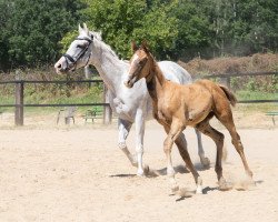 Pferd Schneeblitz (Trakehner, 2020, von Göteborg)