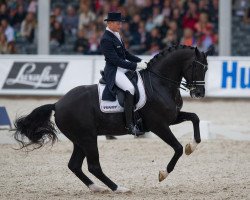 Deckhengst Totilas (KWPN (Niederländisches Warmblut), 2000, von Gribaldi)