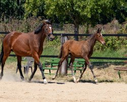 broodmare Isabeau xx (Thoroughbred, 2013, from Lando xx)