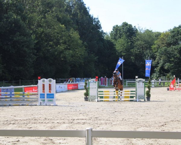 horse Roana 21 (Rhinelander, 2005, from Riccione)