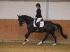 dressage horse Sandmann 81 (Mecklenburg, 2009, from Sancisco)