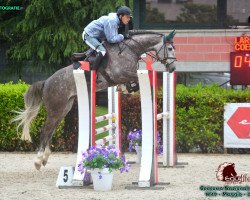 Springpferd Coeur Caramel CH (Schweizer Warmblut, 2014, von Coronino)