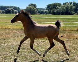 dressage horse Mister de Luxe (German Riding Pony, 2020, from FS Mr. Right)