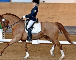 dressage horse Pandora 183 (Bavarian, 2001, from Rivero II)