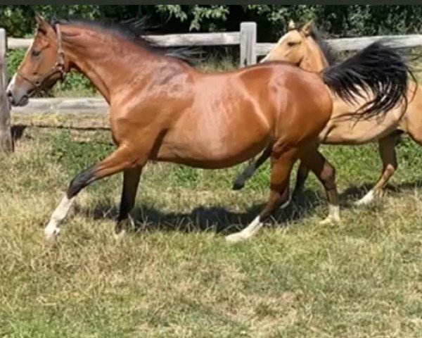 broodmare Lussy (German Riding Pony, 2008, from FS Champion de Luxe)