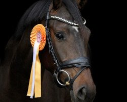 dressage horse Fleur de Lys 52 (German Sport Horse, 2016, from Fürstenball)