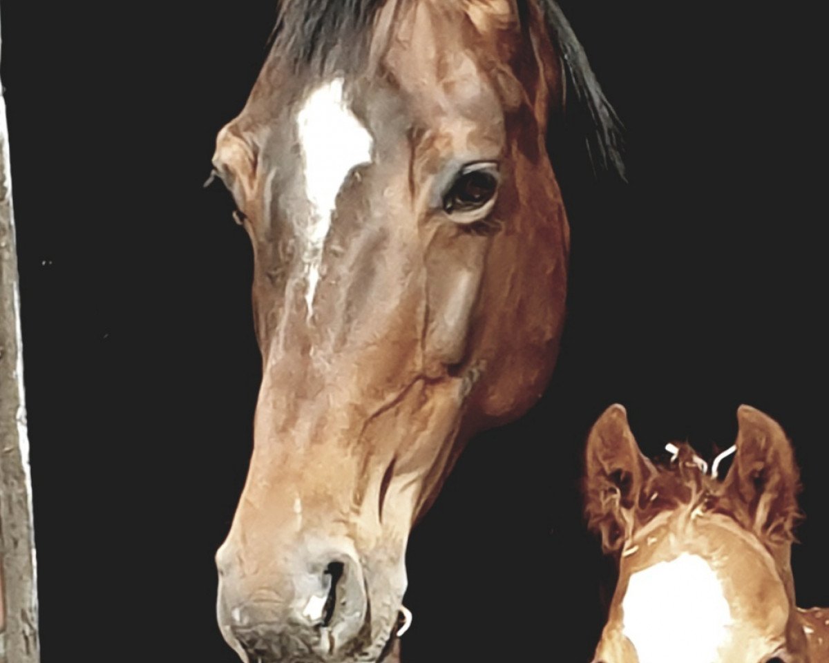 broodmare Solei (Hanoverian, 2007, from Sir Oldenburg)