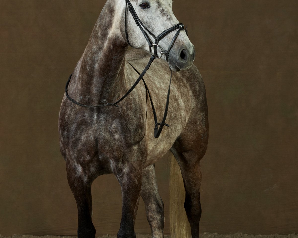horse Gismo (Little German Riding Horse, 2004, from Gandalf af Hallundbaek)