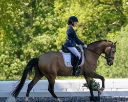 dressage horse Cosmo de Luxe WE (German Riding Pony, 2013, from FS Champion de Luxe)