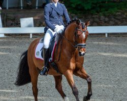 dressage horse Reitland's Arogno (German Riding Pony, 2007, from Argentino 83)