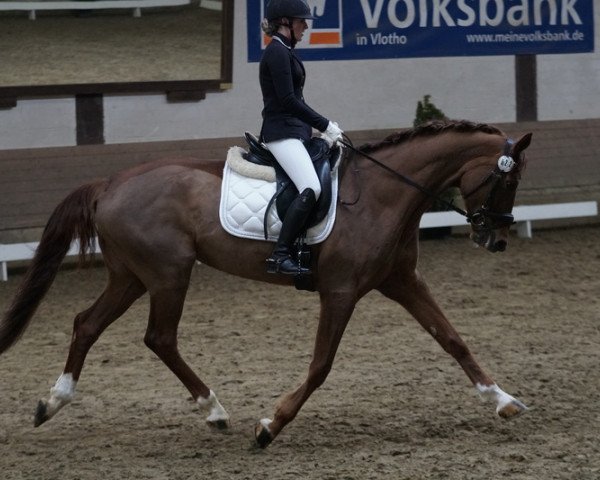 dressage horse Bee Gee 10 (Hanoverian, 2010)