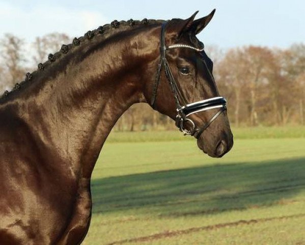 stallion DSP Marc Cain (German Sport Horse, 2013, from E.H. Millennium)