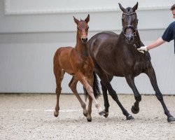 stallion Castelforte (Holsteiner, 2016, from Cascadello II)