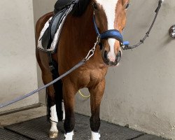 dressage horse Bon Soir 5 (Hanoverian, 2012, from Belissimo NRW)