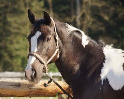 dressage horse Amikus 2 (Pony without race description, 2006)