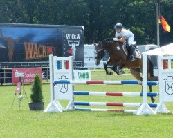 Springpferd Top Nico Bf (Deutsches Reitpony, 2010, von Top Nicoletto)