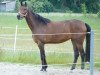 broodmare Hannapolita (KWPN (Royal Dutch Sporthorse),  , from Glock's Romanov)