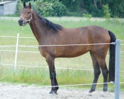 broodmare Hannapolita (KWPN (Royal Dutch Sporthorse),  , from Glock's Romanov)