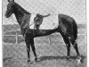 stallion Rocketter xx (Thoroughbred, 1903, from Gallinule xx)