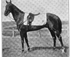 stallion Rocketter xx (Thoroughbred, 1903, from Gallinule xx)