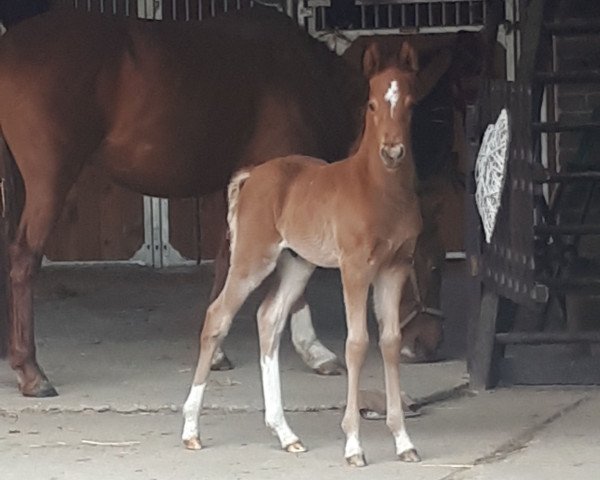 Dressurpferd Dating Nemo (Deutsches Reitpony, 2019, von Dating At NRW)