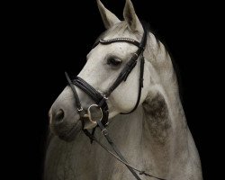 Zuchtstute Miss Cappuccino (KWPN (Niederländisches Warmblut), 2007, von Lucky Boy)