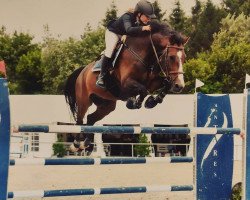 jumper Fortunesi (KWPN (Royal Dutch Sporthorse), 2010, from Quasimodo Z)