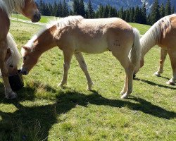 Pferd Nevill (Haflinger, 2020, von Novill)