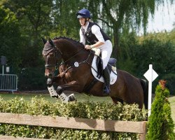 jumper Schwarzrotgold SB (Hanoverian, 2015, from Schwarzgold)