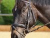 dressage horse Grafensohn (Austrian Warmblood, 2011, from Grafenstolz)