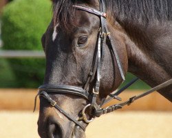 dressage horse Grafensohn (Austrian Warmblood, 2011, from Grafenstolz)