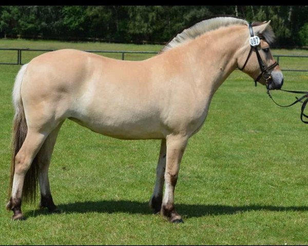 horse Kesse (Fjord Horse, 2016, from Goliath)