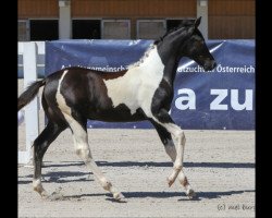 dressage horse Tini's Hope 8 (Pinto / Hunter, 2019, from Dragon Fly)