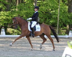 dressage horse Zico 15 (Nederlands Welsh Ridepony, 2001, from Rietheim's Hilbert)