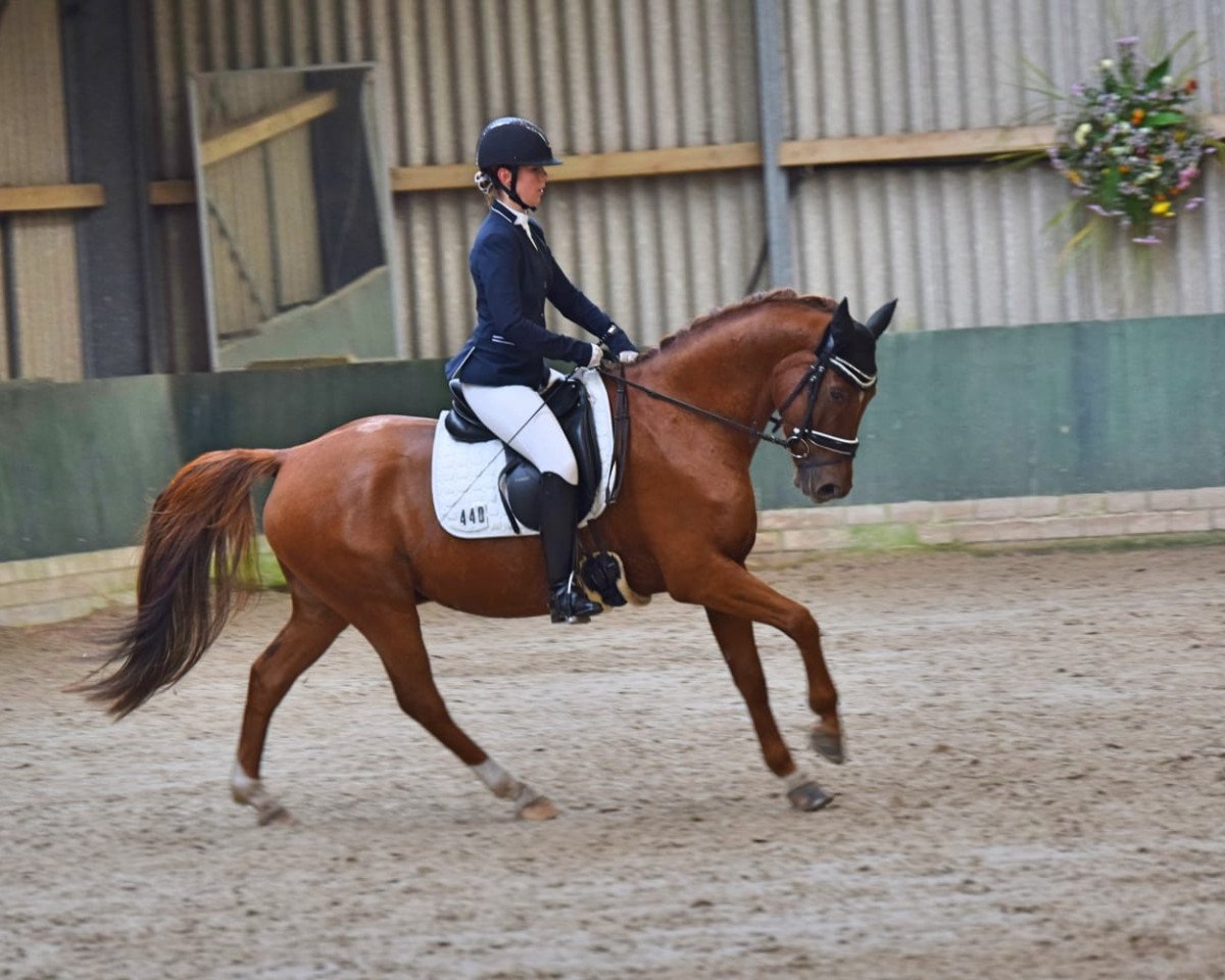 dressage horse San Bernadino S (German Riding Pony, 2009, from Sweet Little Dream HS)