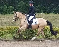 dressage horse Colorado de Luxe (German Riding Pony, 2015, from FS Champion de Luxe)